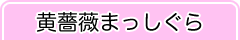 黄薔薇まっしぐら
